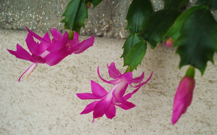 2013 - Craciunel - Schlumbergera