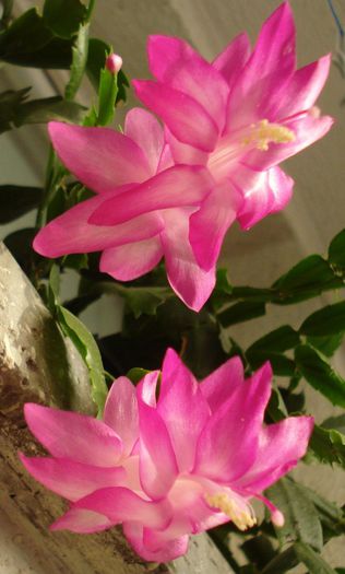 2013 - Craciunel - Schlumbergera