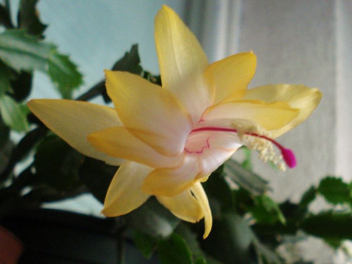 2013 - Craciunel - Schlumbergera