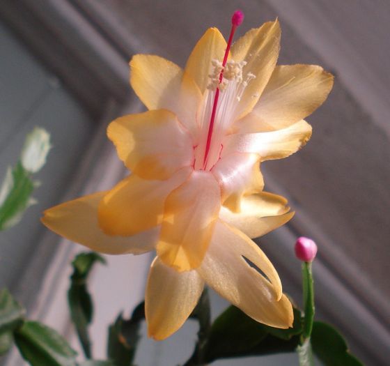 2013 - Craciunel - Schlumbergera