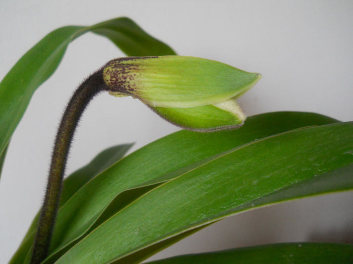 DSCN0055_003 - paphiopedilum