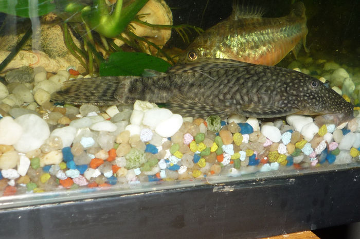 P1090452 - 28 Acvariu