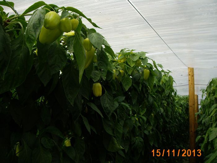 IMG_5296 - solar 2013