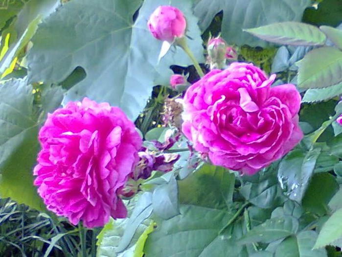 Fotografie0682_001 - trandafirii de dulceata