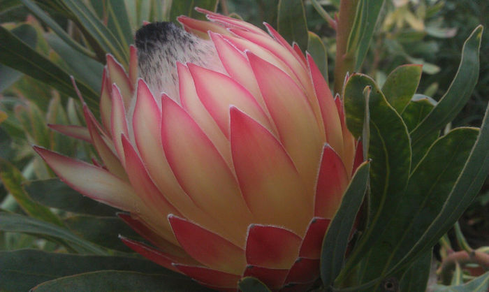 322541_464551540279127_487279143_o - leucospermum-caut