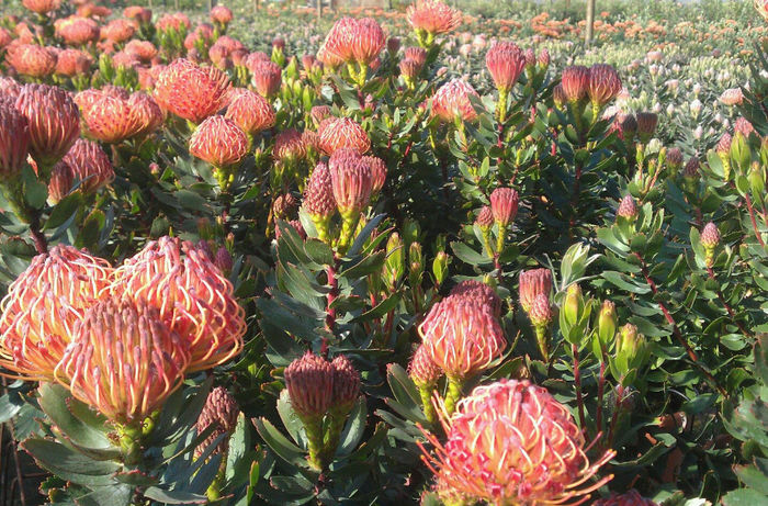 415550_332420800158869_1353696119_o - leucospermum-caut