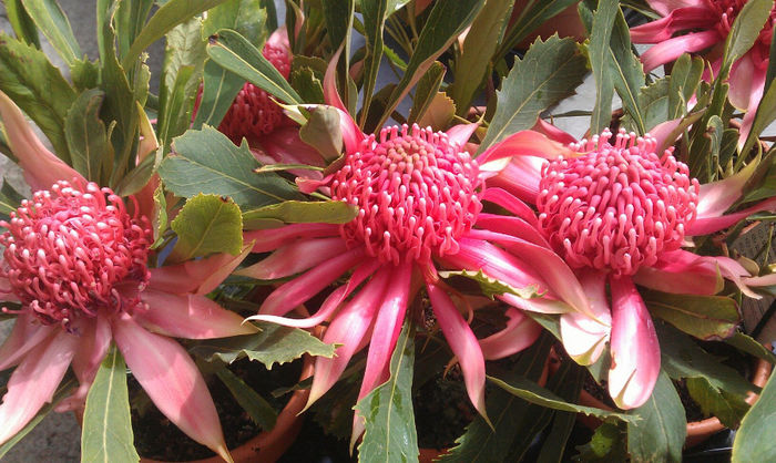 415773_325557850845164_1085087873_o - leucospermum-caut