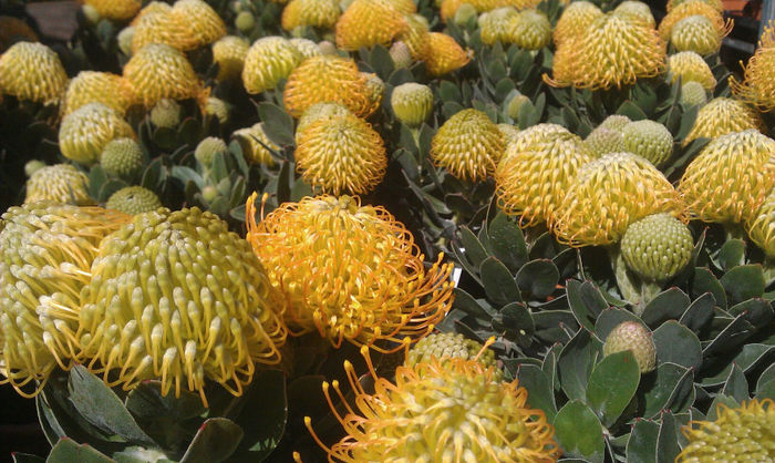 460985_329450640455885_1844227087_o - leucospermum-caut