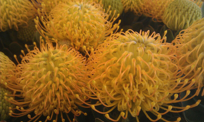 467817_329460980454851_259616520_o - leucospermum-caut