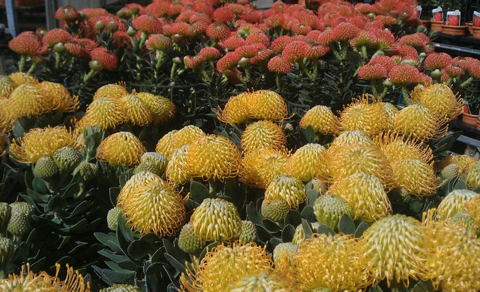 470906_336010126466603_946889737_o - leucospermum-caut