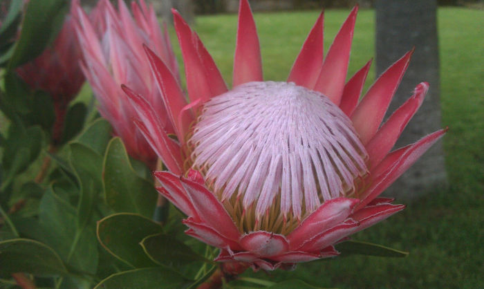 472455_508544725879808_171679409_o - leucospermum-caut