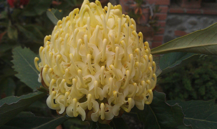 475274_503316579735956_1315368902_o - leucospermum-caut