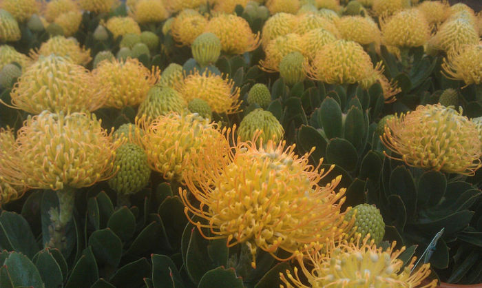 479031_502244849843129_2023757317_o - leucospermum-caut