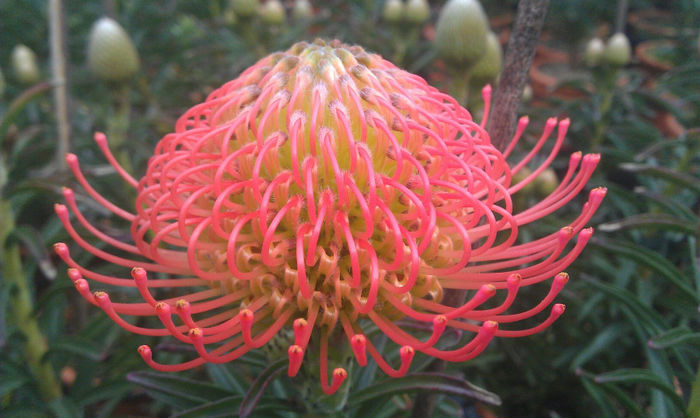 893274_488846651182949_335231609_o - leucospermum-caut