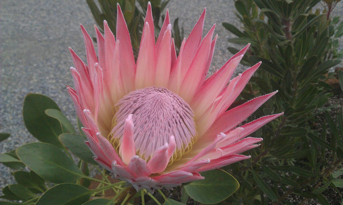 919638_508545329213081_476563095_o - leucospermum-caut