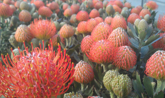 921557_501334516600829_1263558205_o - leucospermum-caut