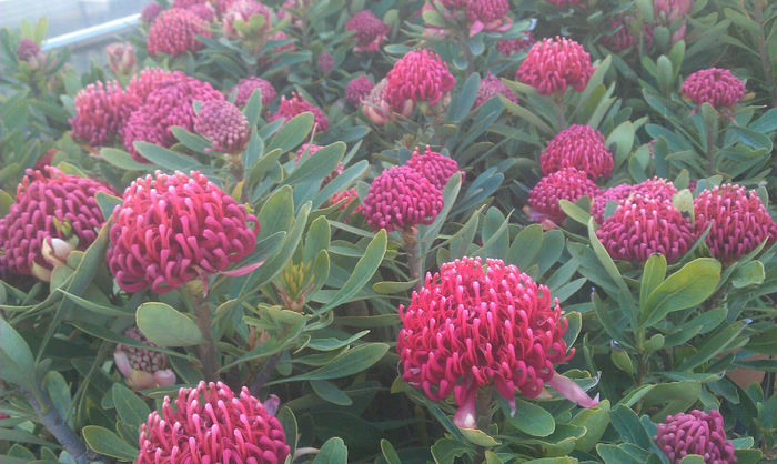 906910_501473749920239_2030034224_o - leucospermum-caut