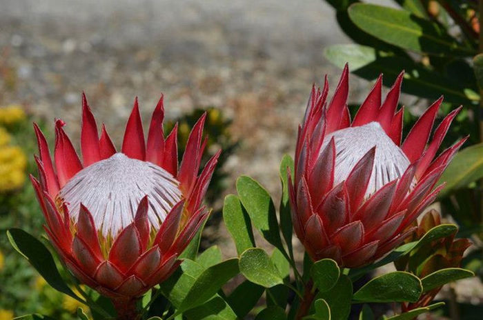 1465374_601595443241402_1334814330_n - leucospermum-caut