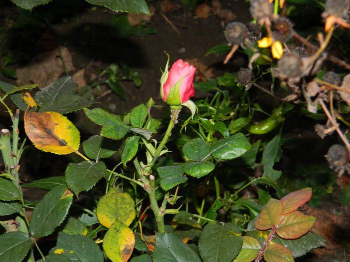 DSCN8138 - NOIEMBRIE 2013