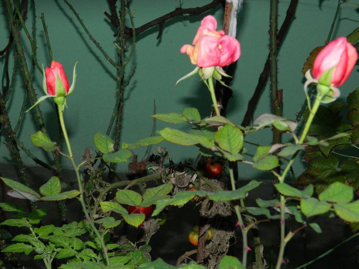 DSCN8139 - NOIEMBRIE 2013