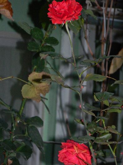 DSCN8143 - NOIEMBRIE 2013