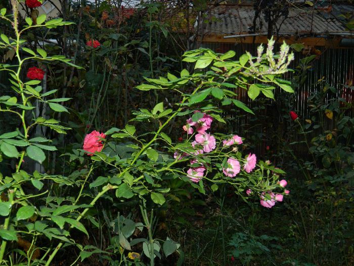 DSCN8144 - NOIEMBRIE 2013