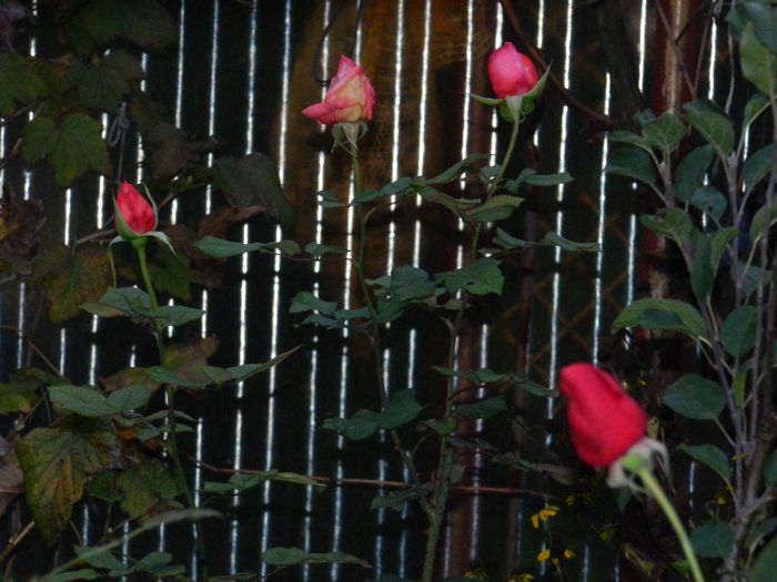 DSCN8147 - NOIEMBRIE 2013