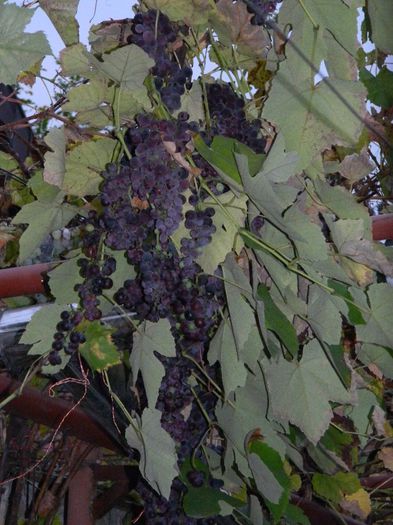 DSCN8149 - NOIEMBRIE 2013