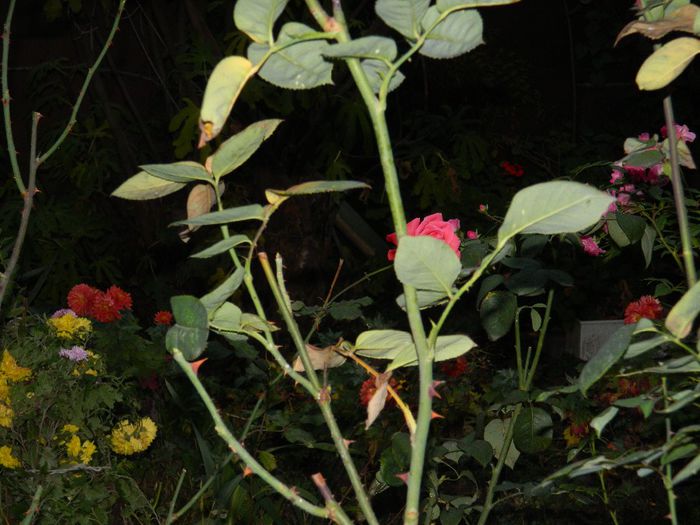 DSCN8152 - NOIEMBRIE 2013