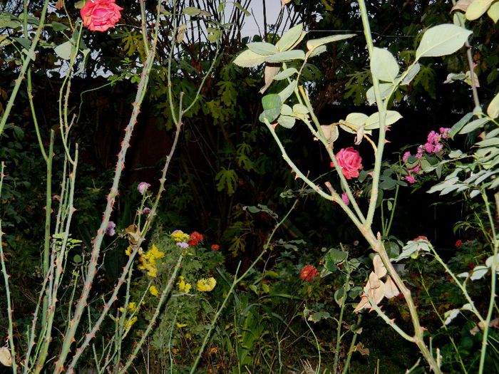 DSCN8153 - NOIEMBRIE 2013