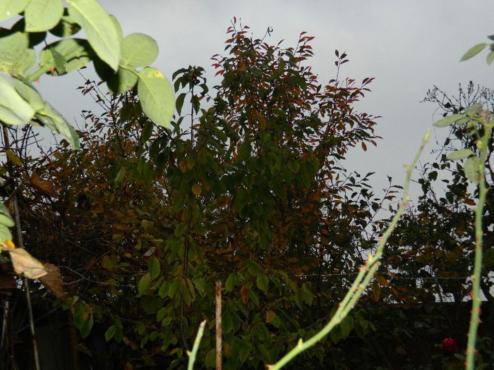 DSCN8157 - NOIEMBRIE 2013