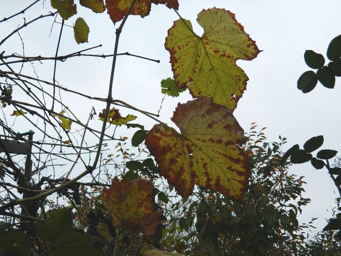 DSCN8158 - NOIEMBRIE 2013