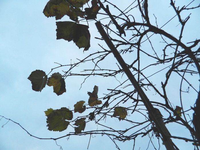 DSCN8159 - NOIEMBRIE 2013