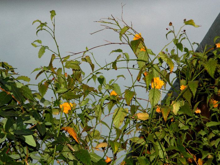 DSCN8160 - NOIEMBRIE 2013