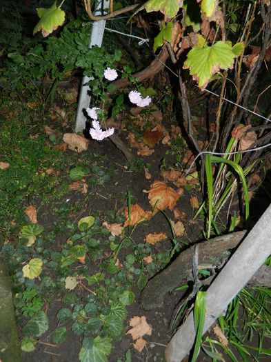 DSCN8165 - NOIEMBRIE 2013