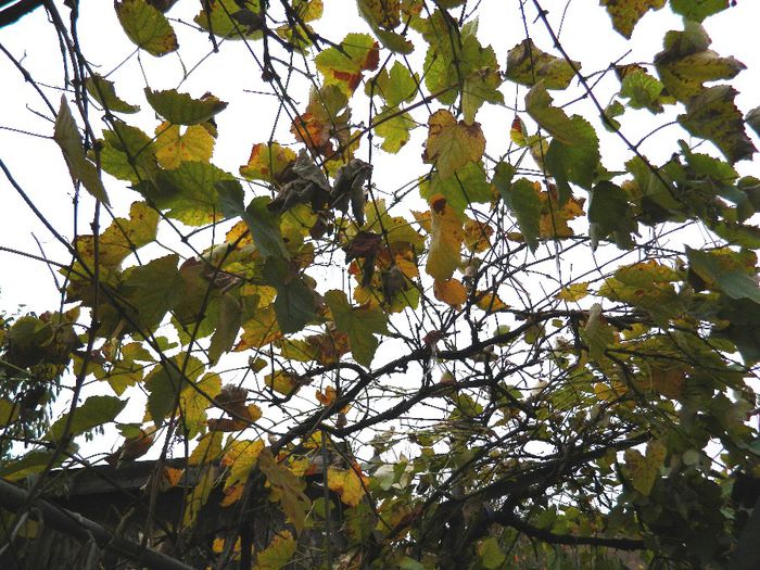 DSCN8166 - NOIEMBRIE 2013