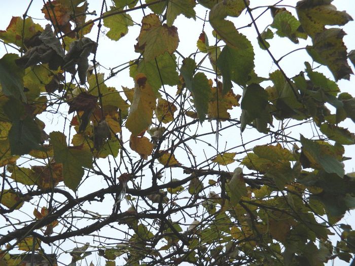 DSCN8167 - NOIEMBRIE 2013