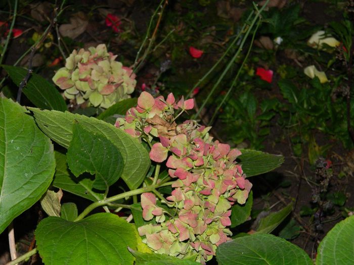 DSCN8171 - NOIEMBRIE 2013