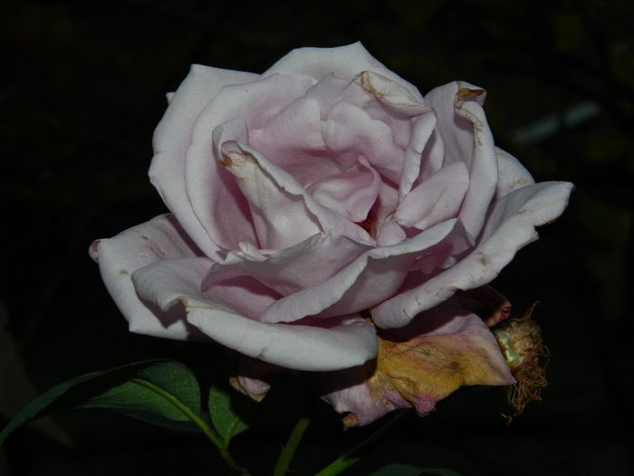 DSCN8181 - NOIEMBRIE 2013