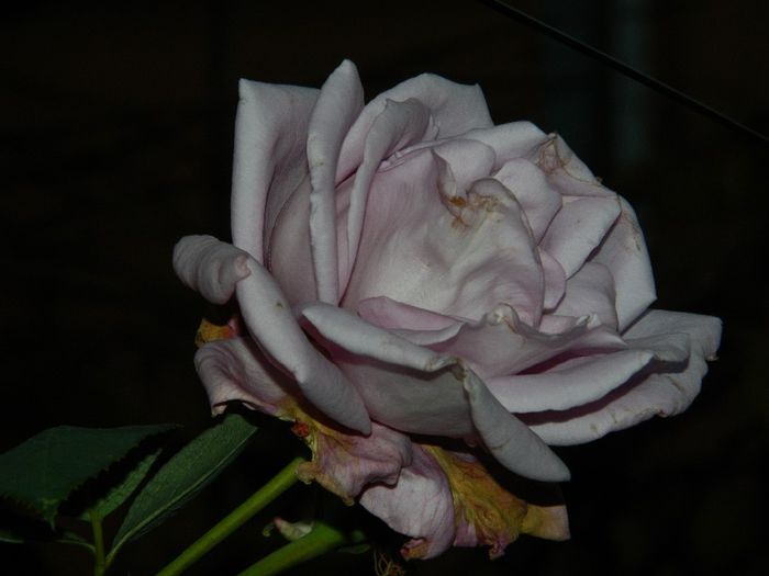 DSCN8185 - NOIEMBRIE 2013