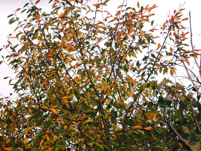 DSCN8194 - NOIEMBRIE 2013