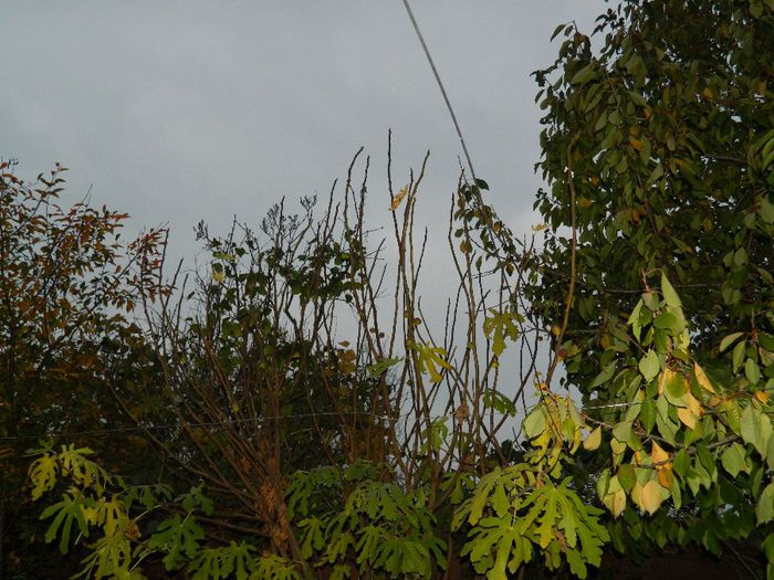 DSCN8196 - NOIEMBRIE 2013