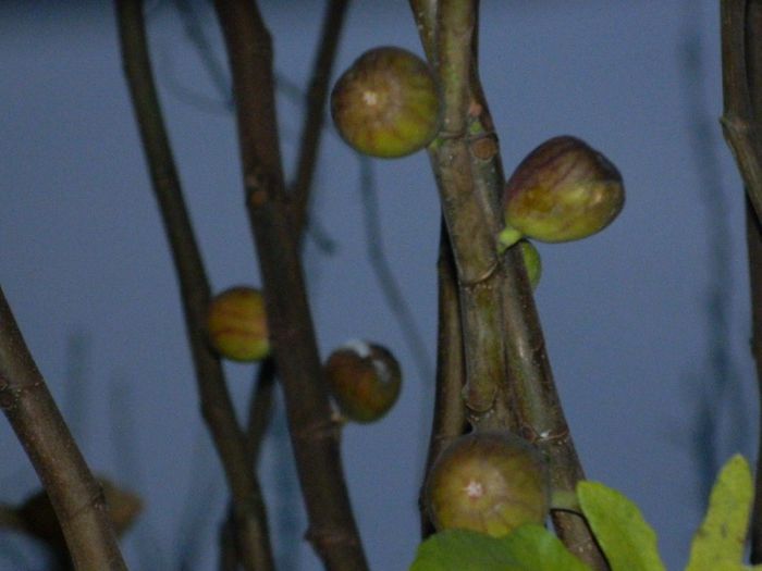 DSCN8200 - NOIEMBRIE 2013