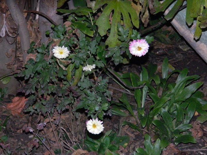 DSCN8204 - NOIEMBRIE 2013