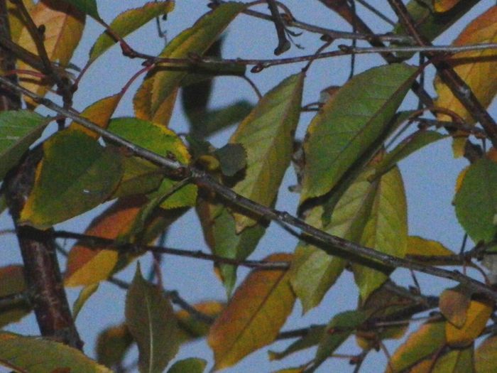 DSCN8205 - NOIEMBRIE 2013