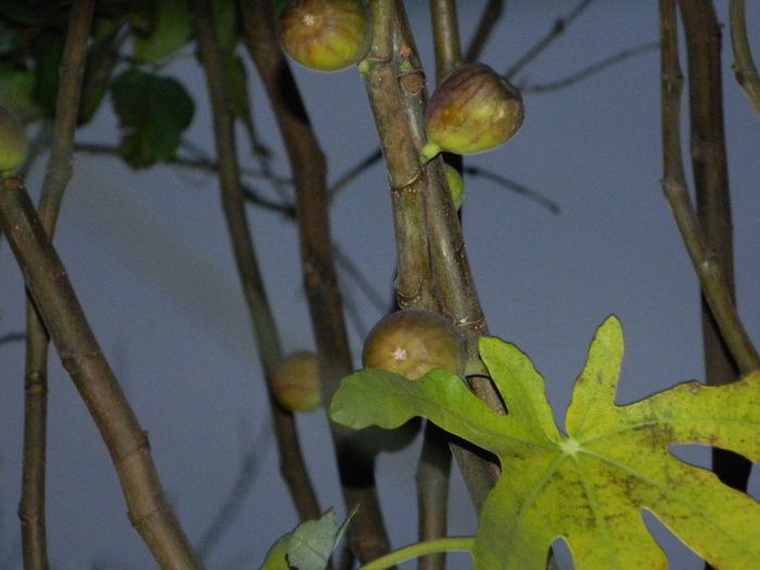 DSCN8209 - NOIEMBRIE 2013