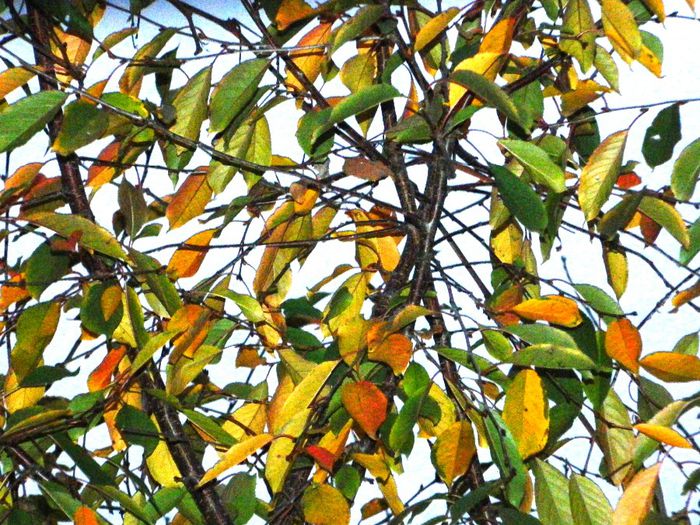 DSCN8210 - NOIEMBRIE 2013