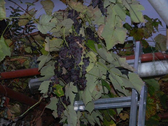 DSCN8215 - NOIEMBRIE 2013