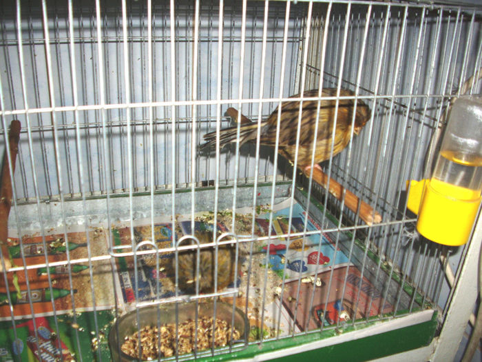 canari2014   CREST-BRED