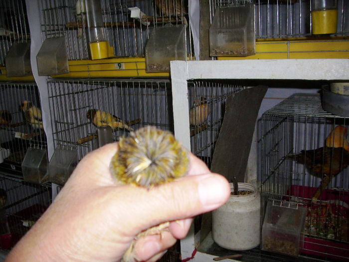 canari2014 --CRESTED